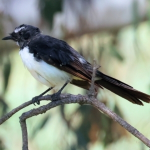 Rhipidura leucophrys at Wodonga - 21 Jan 2024 08:00 AM