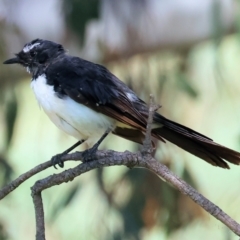 Rhipidura leucophrys at Wodonga - 21 Jan 2024