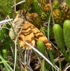 Chrysolarentia polycarpa at Kosciuszko National Park - 20 Jan 2024