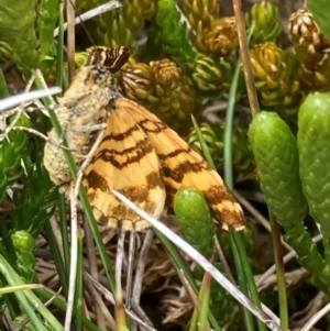 Chrysolarentia polycarpa at Kosciuszko National Park - 20 Jan 2024