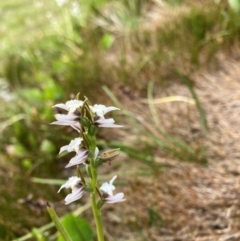 Prasophyllum alpestre (Mauve leek orchid) at Kosciuszko National Park - 19 Jan 2024 by JohnGiacon