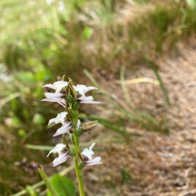 Prasophyllum alpestre (Mauve leek orchid) at Munyang, NSW - 19 Jan 2024 by JohnGiacon