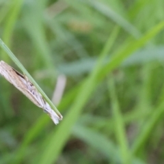 Culladia cuneiferellus (Crambinae moth) at Lyons, ACT - 22 Jan 2024 by ran452