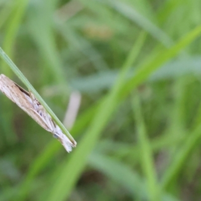 Culladia cuneiferellus (Crambinae moth) at Lyons, ACT - 21 Jan 2024 by ran452