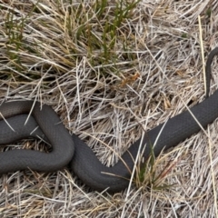 Drysdalia coronoides (White-lipped Snake) at Kosciuszko National Park - 20 Jan 2024 by JohnGiacon