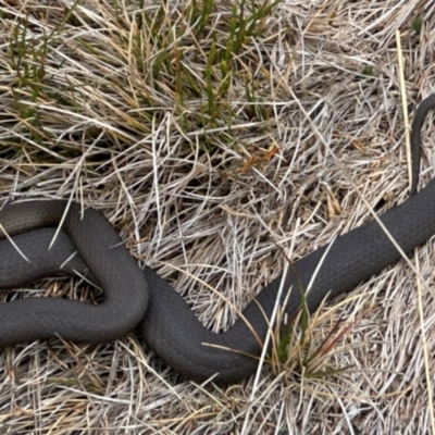 Drysdalia coronoides (White-lipped Snake) at Munyang, NSW - 19 Jan 2024 by JohnGiacon