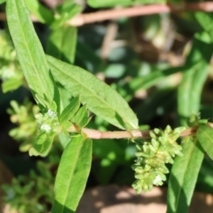 Persicaria prostrata at Wodonga - 21 Jan 2024 08:08 AM