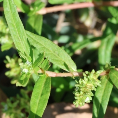 Persicaria prostrata (Creeping Knotweed) at Gateway Island, VIC - 20 Jan 2024 by KylieWaldon