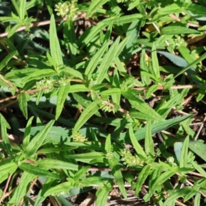 Persicaria prostrata at Wodonga - 21 Jan 2024 08:08 AM