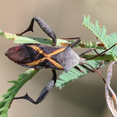 Mictis profana (Crusader Bug) at Wodonga Regional Park - 21 Jan 2024 by KylieWaldon