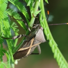 Mictis profana at Wodonga - 21 Jan 2024