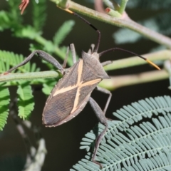 Mictis profana at Wodonga - 21 Jan 2024