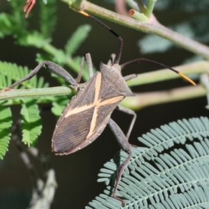 Mictis profana at Wodonga - 21 Jan 2024