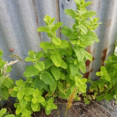 Mentha suaveolens (Apple Mint) at Tinderry, NSW - 21 Jan 2024 by danswell