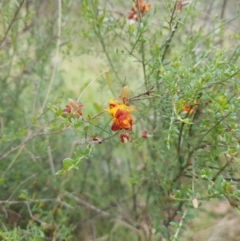 Mirbelia oxylobioides (Mountain Mirbelia) at Tinderry, NSW - 21 Jan 2024 by danswell