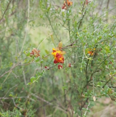 Mirbelia oxylobioides (Mountain Mirbelia) at Mt Holland - 22 Jan 2024 by danswell