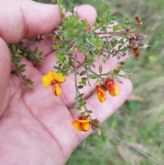 Mirbelia oxylobioides at Mt Holland - 22 Jan 2024 08:30 AM