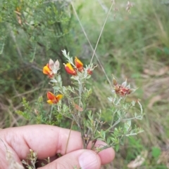 Mirbelia oxylobioides at Mt Holland - 22 Jan 2024 08:30 AM