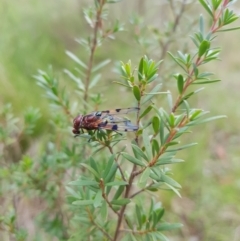 Lamprogaster sp. (genus) (A signal fly) at Mt Holland - 21 Jan 2024 by danswell