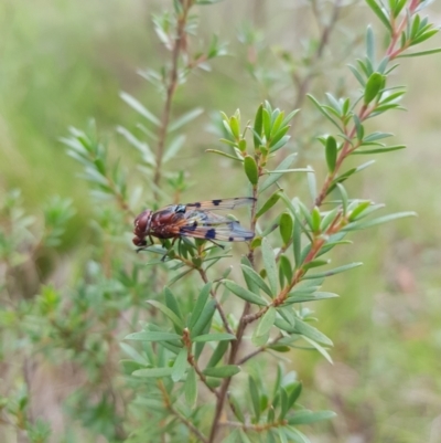 Lamprogaster sp. (genus) (A signal fly) at Tinderry, NSW - 21 Jan 2024 by danswell