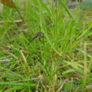 Cerdistus sp. (genus) at Tinderry, NSW - 22 Jan 2024