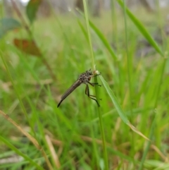 Cerdistus sp. (genus) at Tinderry, NSW - 22 Jan 2024