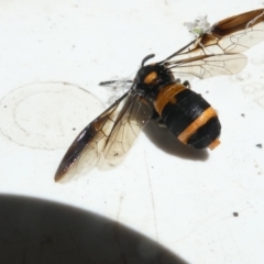 Pterygophorus cinctus (Bottlebrush sawfly) at Belconnen, ACT - 22 Jan 2024 by JohnGiacon