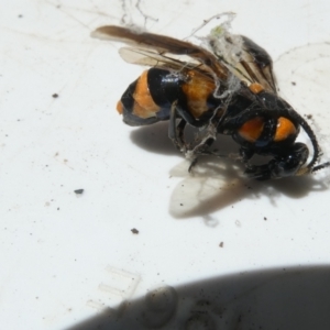 Pterygophorus cinctus at Emu Creek Belconnen (ECB) - 22 Jan 2024