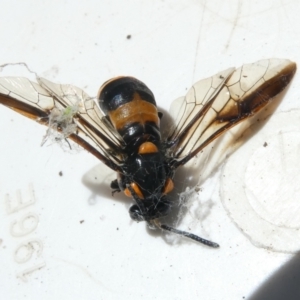 Pterygophorus cinctus at Emu Creek Belconnen (ECB) - 22 Jan 2024 12:20 PM