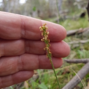 Plantago varia at Tinderry, NSW - 22 Jan 2024