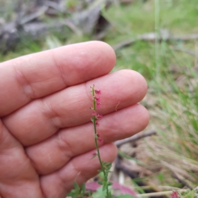 Gonocarpus tetragynus (Common Raspwort) at Tinderry, NSW - 22 Jan 2024 by danswell