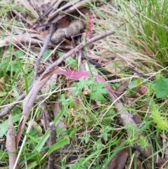 Gonocarpus tetragynus at Tinderry, NSW - 22 Jan 2024 08:01 AM