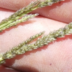 Sporobolus creber (Slender Rat's Tail Grass) at Emu Creek Belconnen (ECB) - 22 Jan 2024 by JohnGiacon