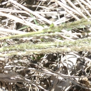 Sporobolus creber at Emu Creek Belconnen (ECB) - 22 Jan 2024