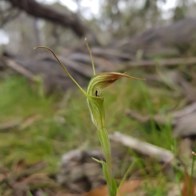 Diplodium decurvum (Summer greenhood) at Tinderry, NSW - 22 Jan 2024 by danswell