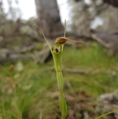 Diplodium decurvum at Tinderry, NSW - suppressed