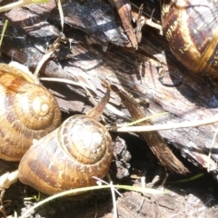 Cornu aspersum (Common Garden Snail) at Flea Bog Flat to Emu Creek Corridor - 22 Jan 2024 by JohnGiacon