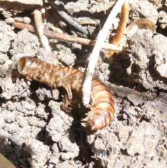 Diplopoda (class) (Unidentified millipede) at Flea Bog Flat to Emu Creek Corridor - 22 Jan 2024 by JohnGiacon