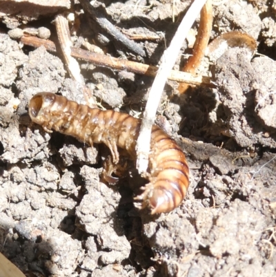 Diplopoda (class) (Unidentified millipede) at Emu Creek - 22 Jan 2024 by JohnGiacon