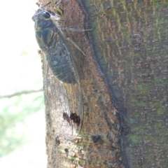 Galanga labeculata (Double-spotted cicada) at Flea Bog Flat to Emu Creek Corridor - 22 Jan 2024 by JohnGiacon