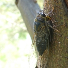 Galanga labeculata at Emu Creek - 22 Jan 2024