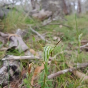 Diplodium decurvum at Tinderry, NSW - 22 Jan 2024