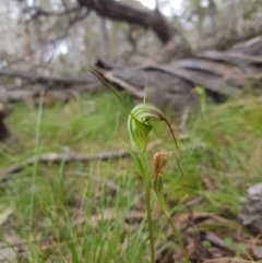 Diplodium decurvum at Tinderry, NSW - suppressed