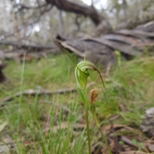 Diplodium decurvum at Tinderry, NSW - 22 Jan 2024