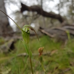 Diplodium decurvum at Tinderry, NSW - suppressed