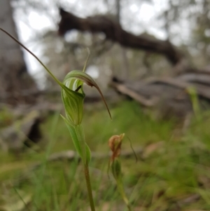 Diplodium decurvum at Tinderry, NSW - 22 Jan 2024