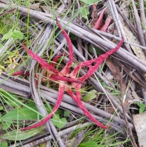 Clathrus archeri at Mt Holland - suppressed