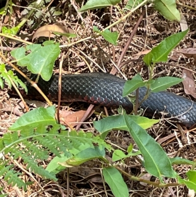 Pseudechis porphyriacus (Red-bellied Black Snake) at Dudley, NSW - 22 Jan 2024 by Mavis