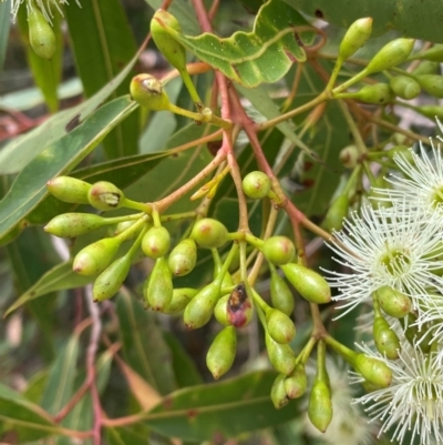 Corymbia gummifera (Red Bloodwood) at Dudley, NSW - 22 Jan 2024 by Mavis