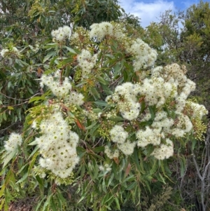 Corymbia gummifera at Dudley, NSW - 22 Jan 2024 11:37 AM